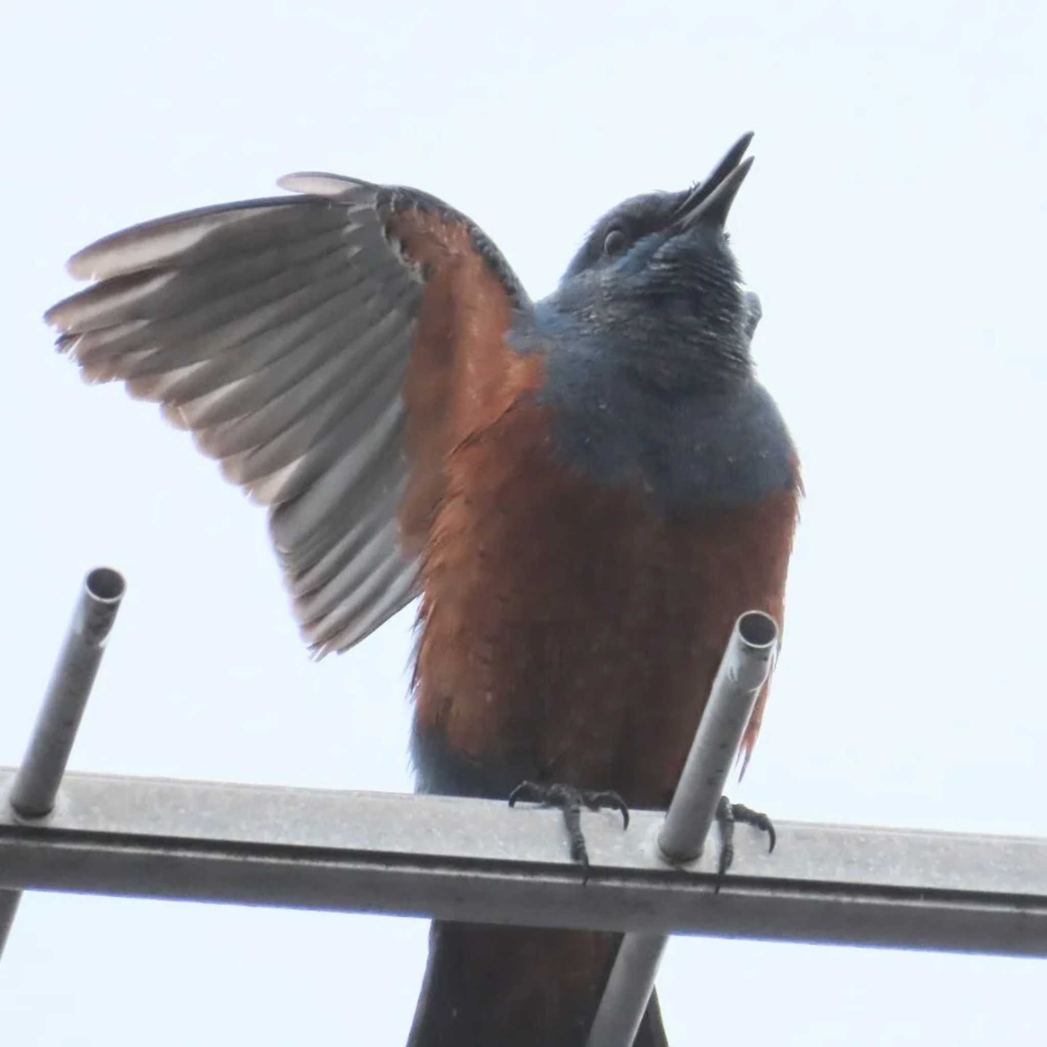 自宅前 イソヒヨドリの写真 by 生き物好きのY