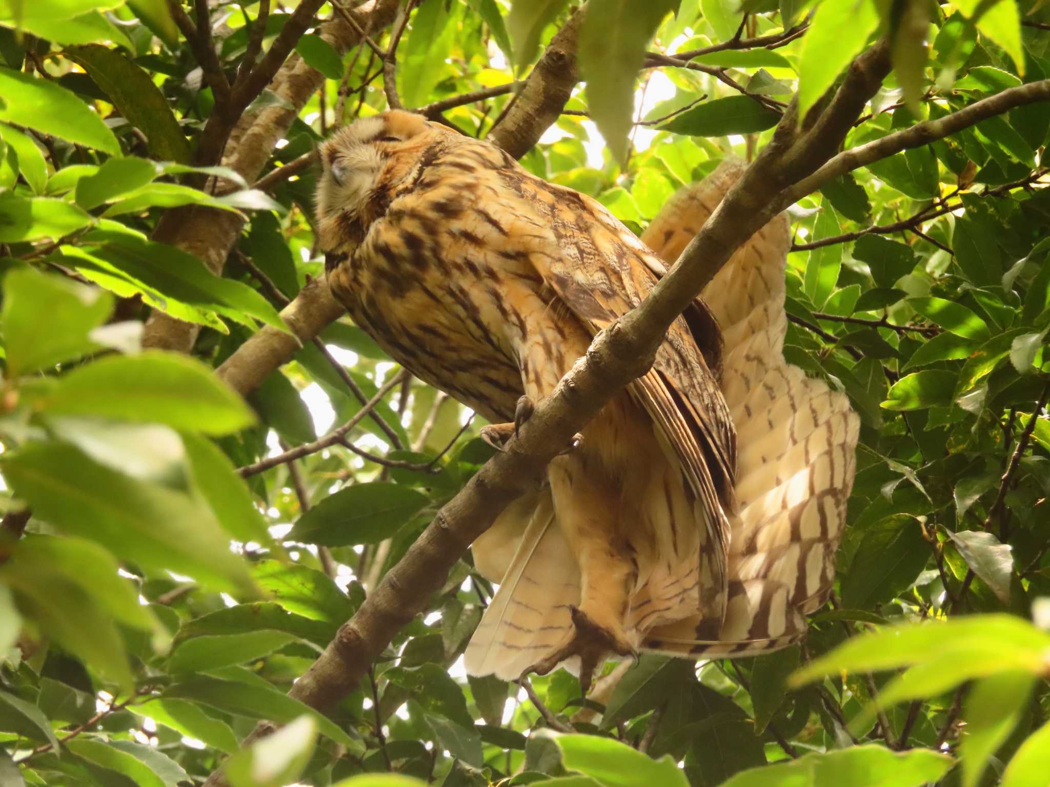 Photo of Long-eared Owl at Watarase Yusuichi (Wetland) by ゆ