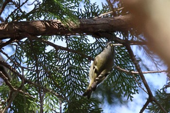 Goldcrest Kitamoto Nature Observation Park Wed, 3/20/2024