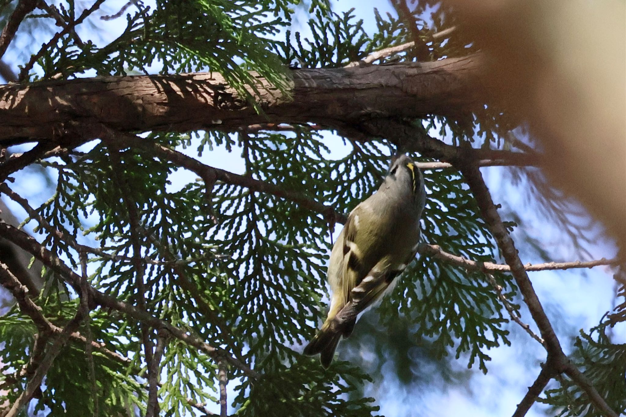 Photo of Goldcrest at Kitamoto Nature Observation Park by カバ山PE太郎