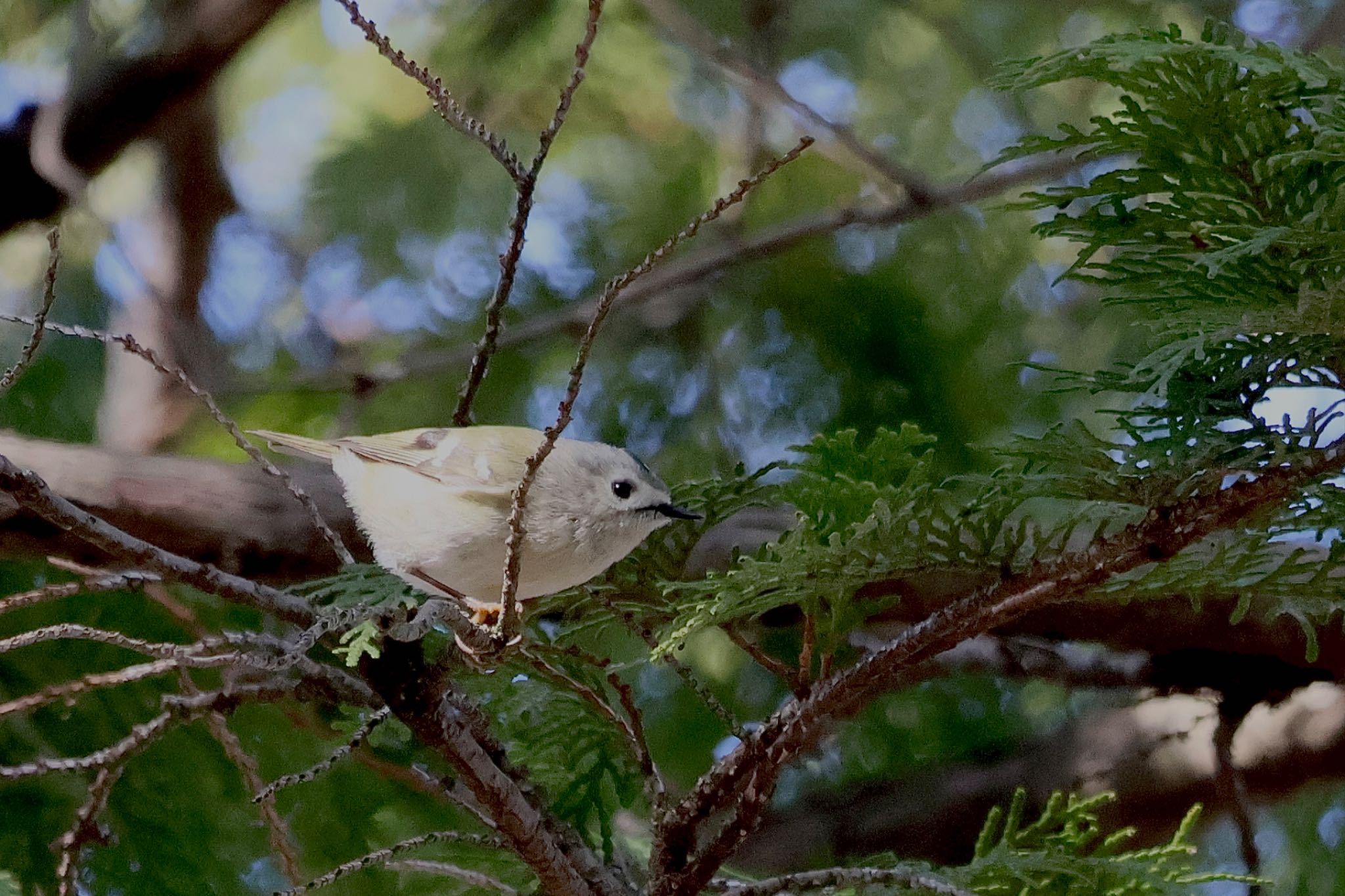 Photo of Goldcrest at Kitamoto Nature Observation Park by カバ山PE太郎