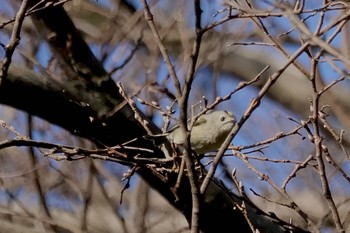 キクイタダキ 北本自然観察公園 2024年3月20日(水)