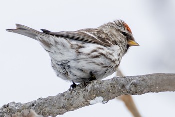 Common Redpoll ひるがの高原(蛭ヶ野高原) Sun, 3/24/2024