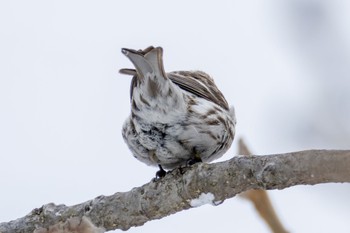 Common Redpoll ひるがの高原(蛭ヶ野高原) Sun, 3/24/2024