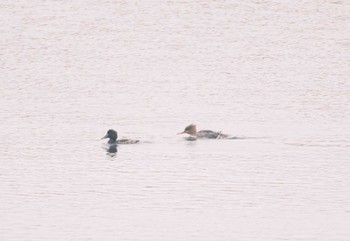 ウミアイサ 大阪南港野鳥園 2024年3月25日(月)