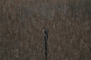 ハイタカ 大阪南港野鳥園 2024年3月25日(月)