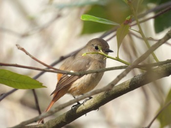 2024年3月24日(日) 渡良瀬遊水地の野鳥観察記録