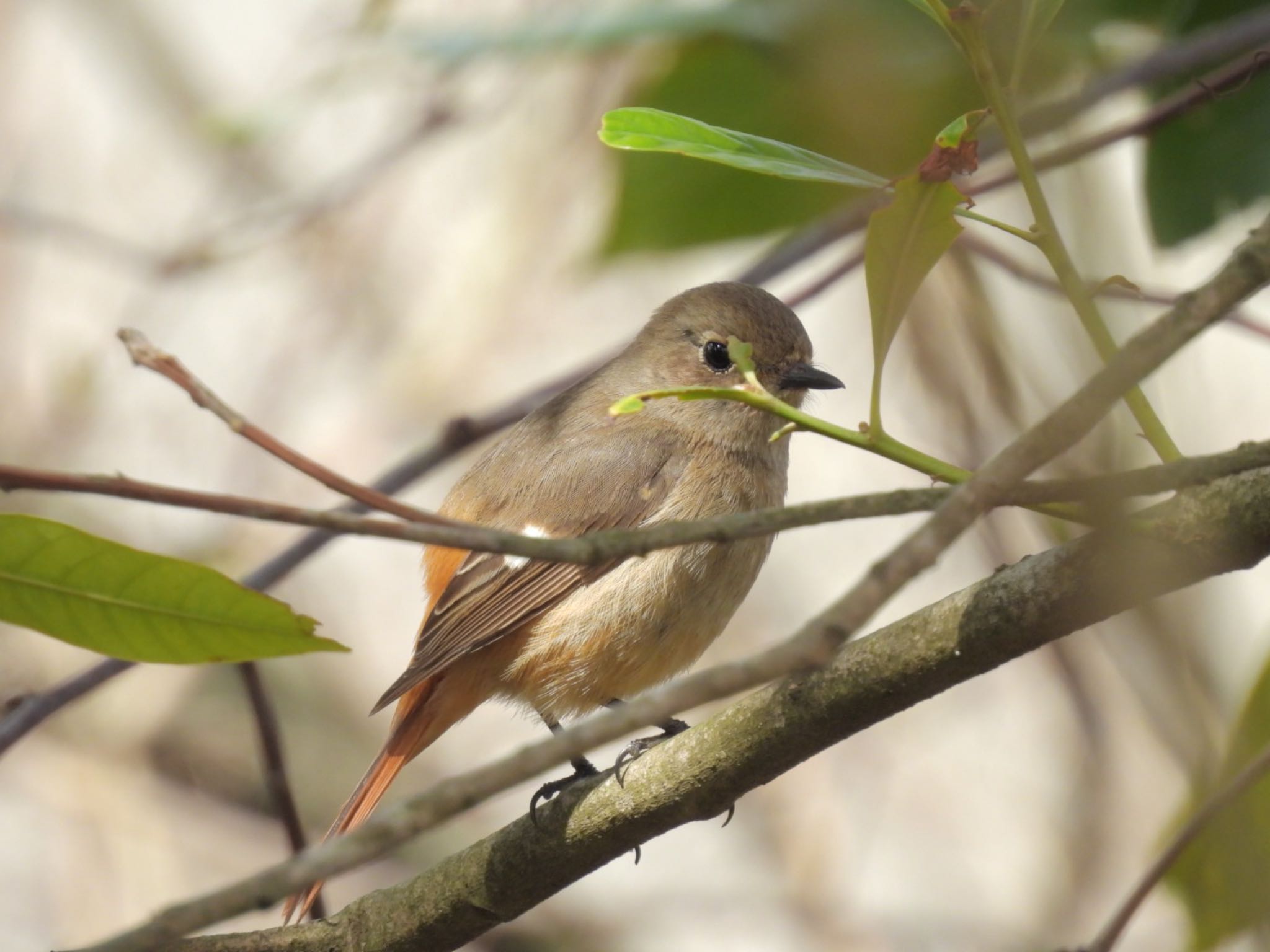 Daurian Redstart