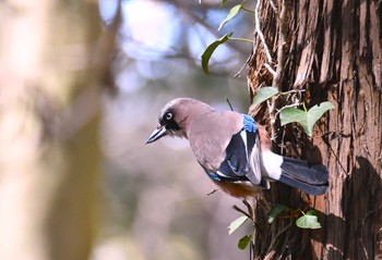 Eurasian Jay 茨城県 Fri, 3/22/2024