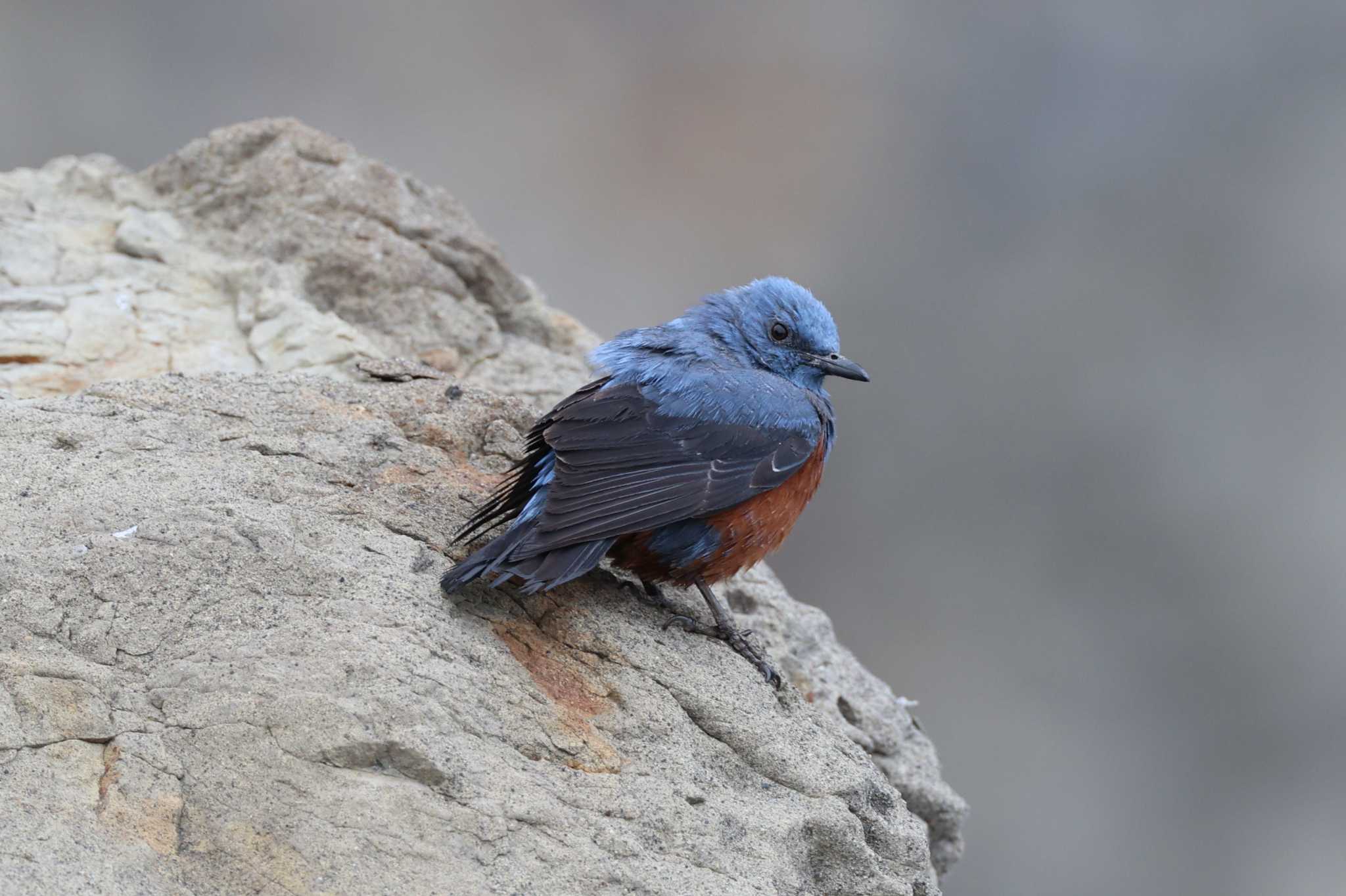 Blue Rock Thrush