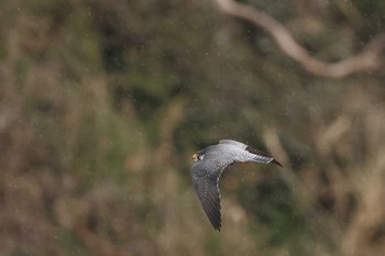 Peregrine Falcon 神奈川県 Sat, 3/23/2024