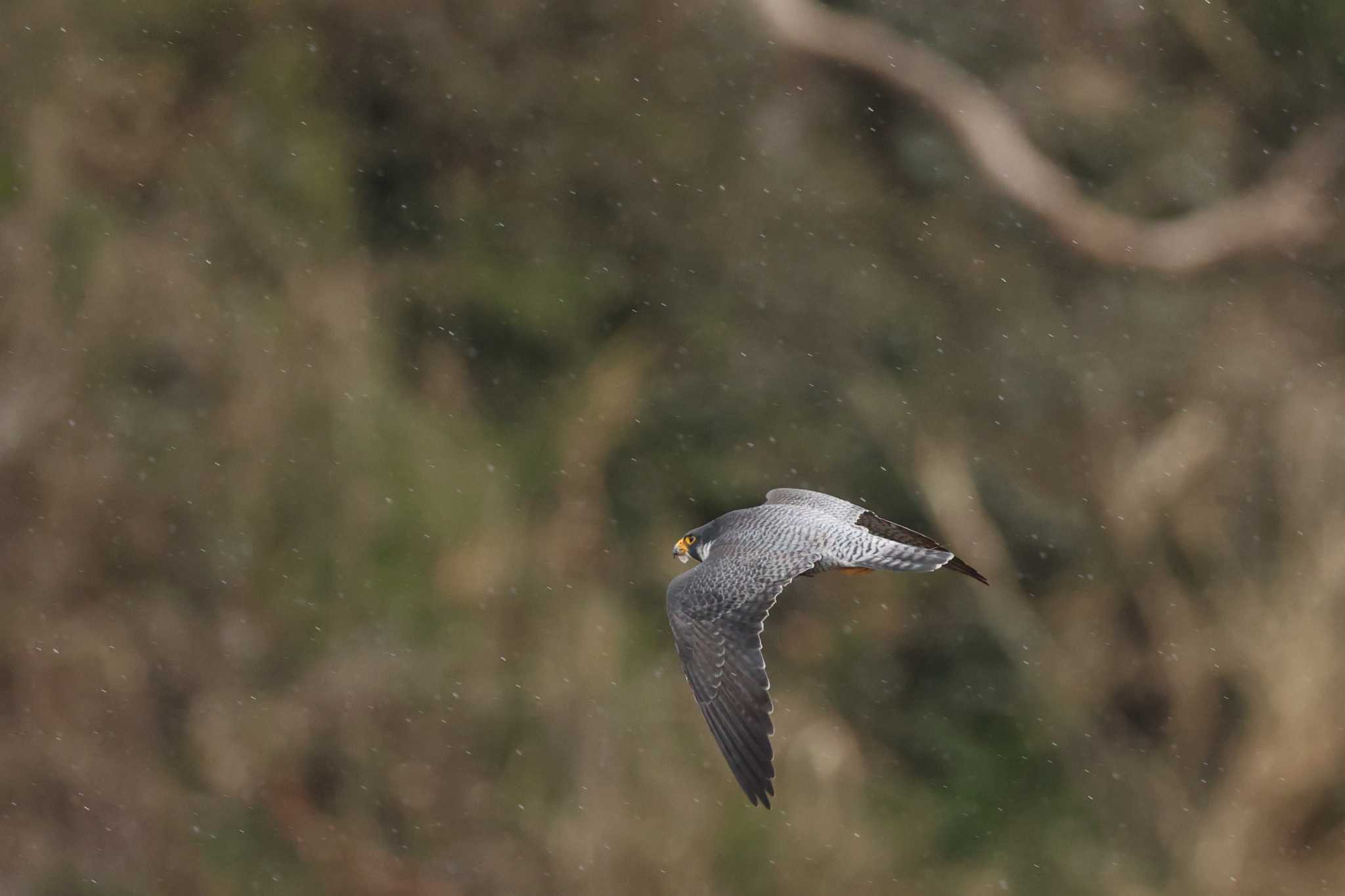 Peregrine Falcon