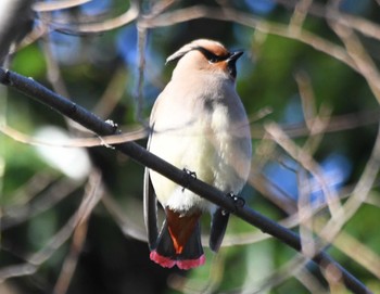 Japanese Waxwing Higashitakane Forest park Sun, 3/3/2024