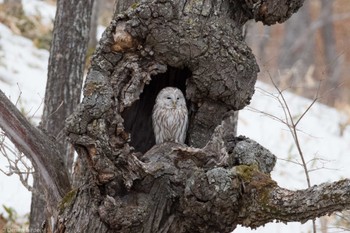 2024年3月17日(日) 鶴居村の野鳥観察記録