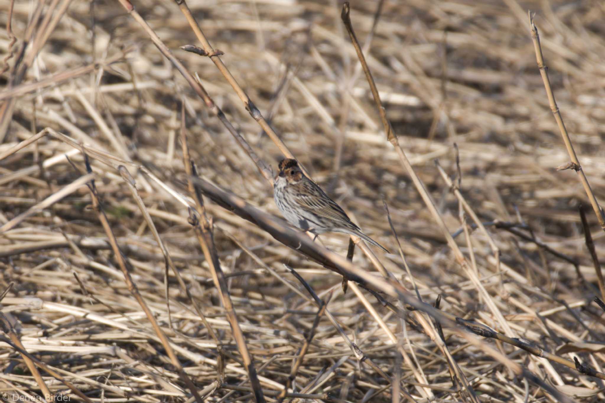 Little Bunting