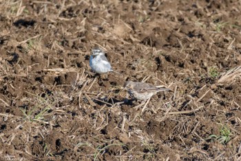 Water Pipit 枝川田圃(ひたちなか市) Fri, 3/22/2024