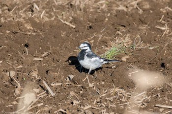 White Wagtail 枝川田圃(ひたちなか市) Fri, 3/22/2024