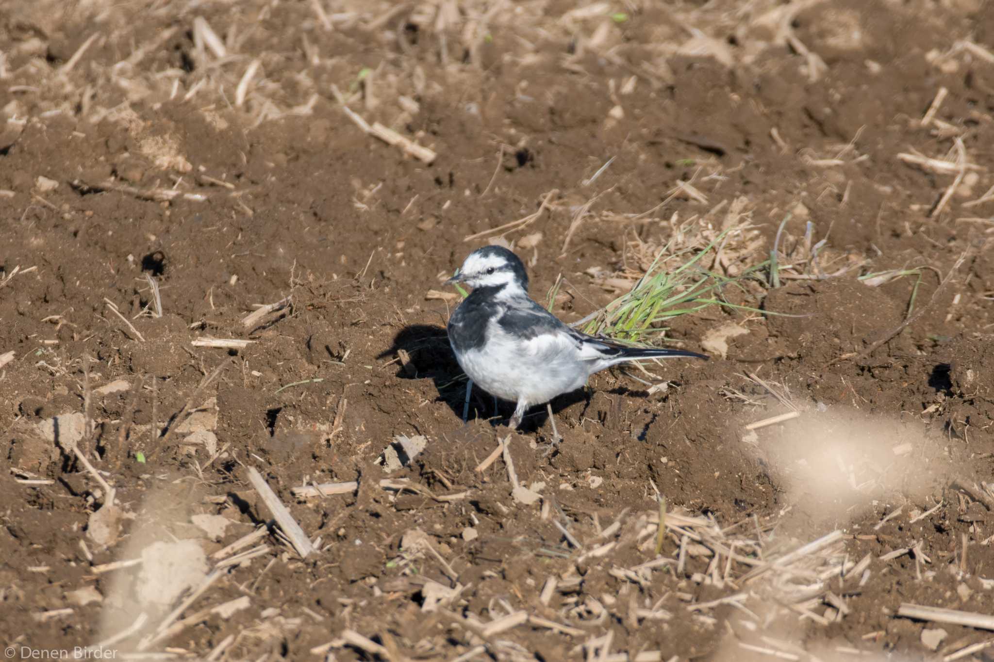 トラクターのおかげで食事に-2 by 田園Birder