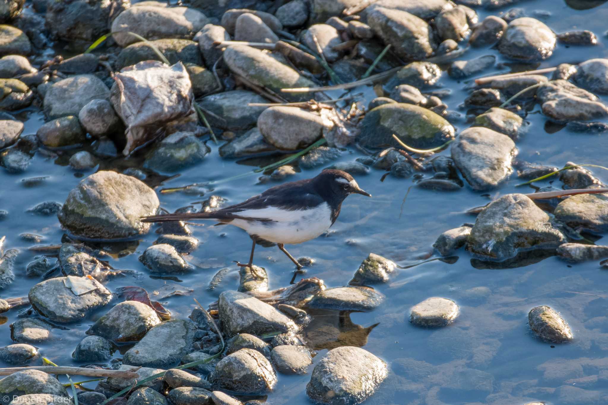 Japanese Wagtail