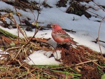 Pallas's Rosefinch 宮城県 Tue, 3/19/2024