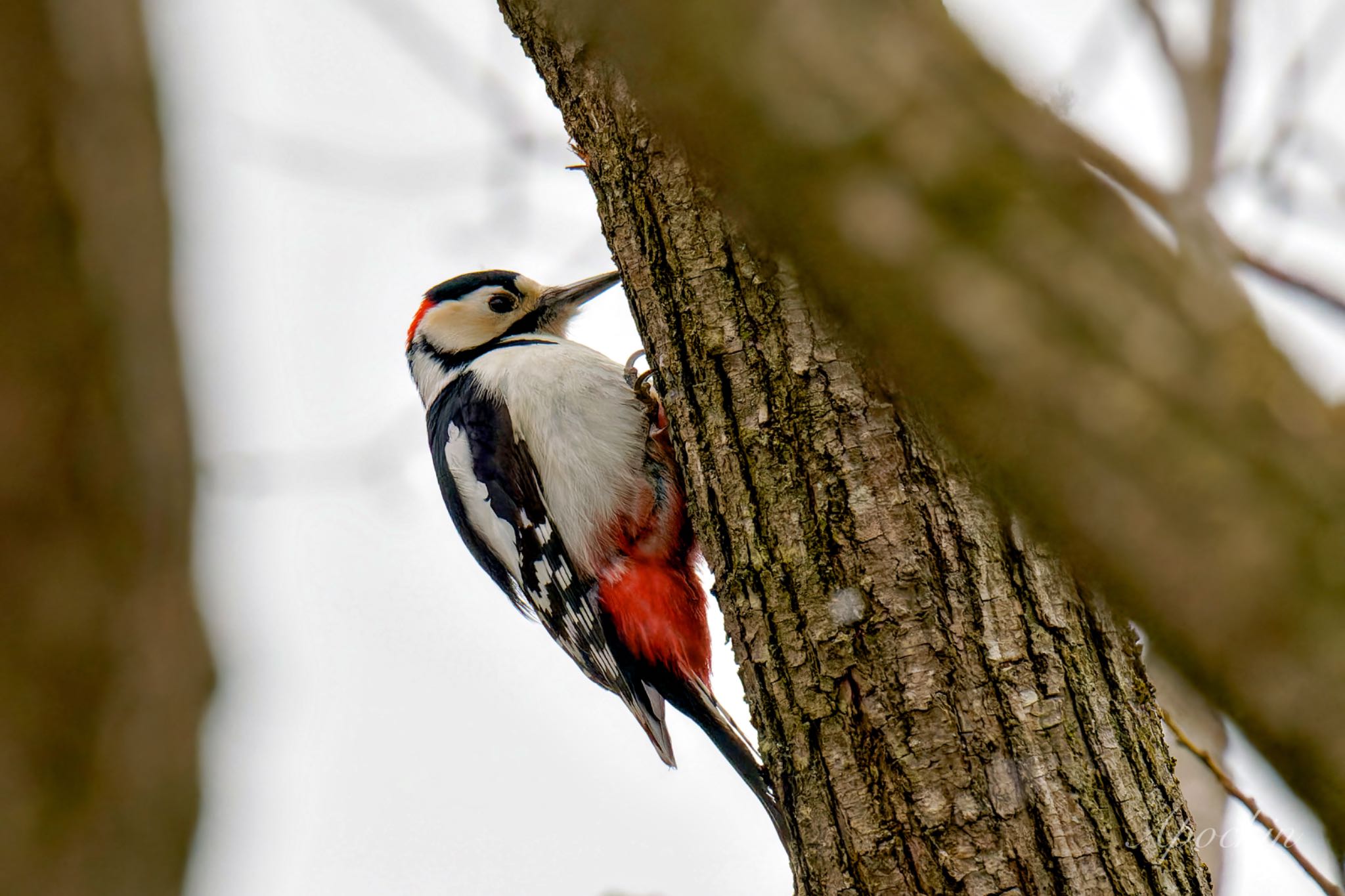 Photo of Great Spotted Woodpecker at Kitamoto Nature Observation Park by アポちん