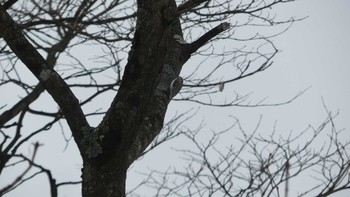 Eurasian Treecreeper(daurica) Lake Utonai Sun, 12/16/2018