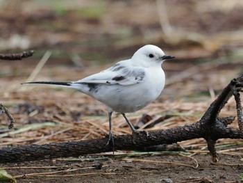 ハクセキレイ 葛西臨海公園 2024年3月23日(土)