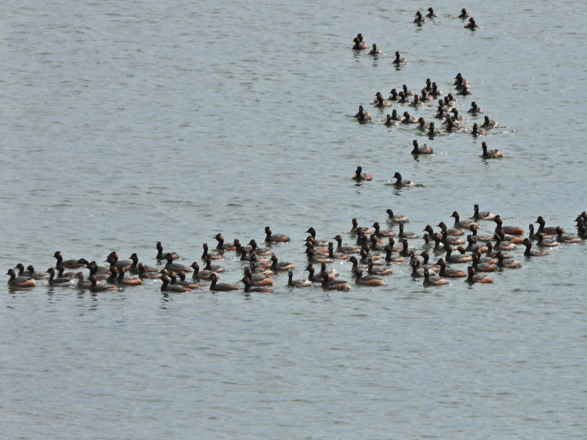 Black-necked Grebe