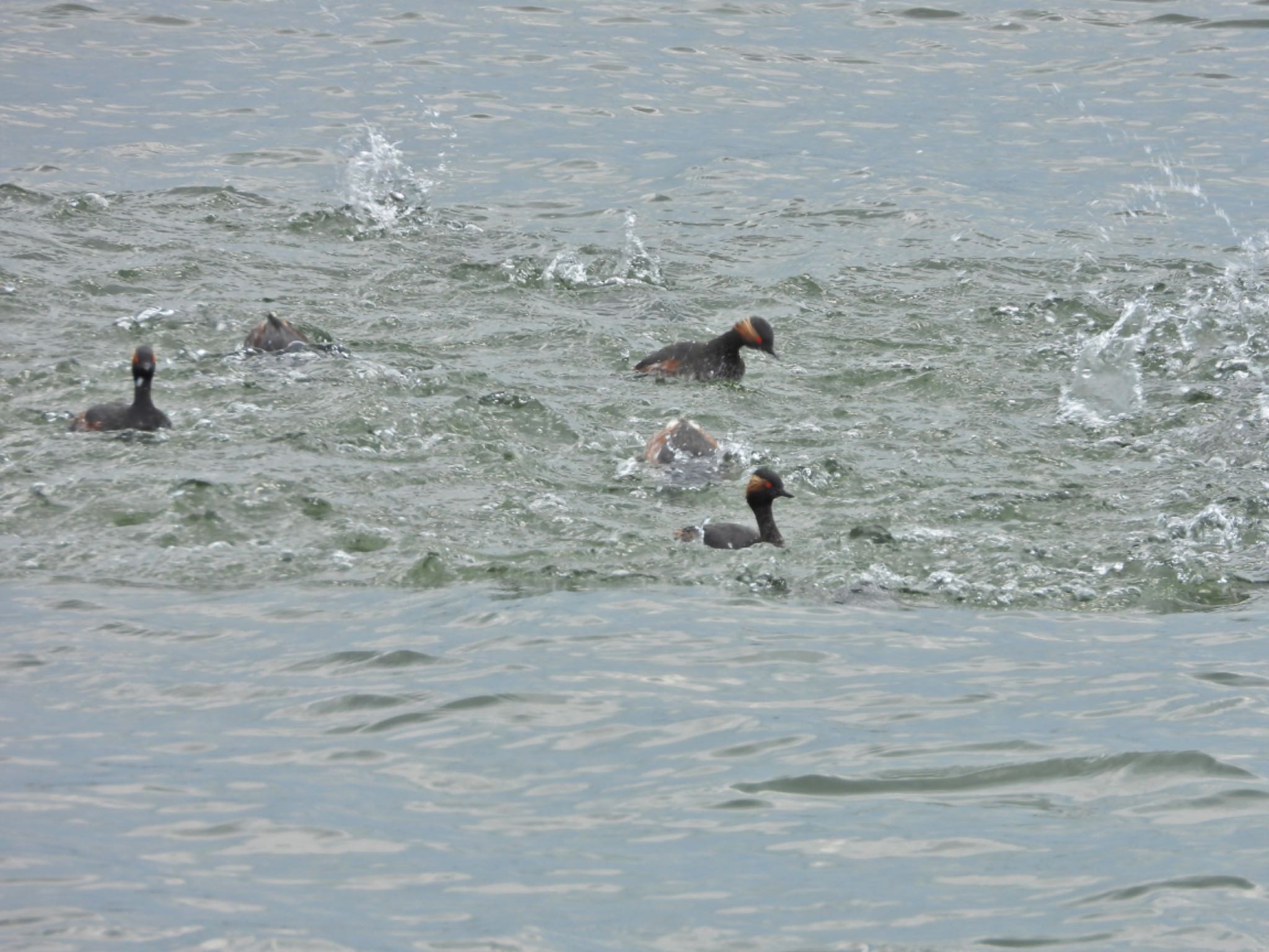 Black-necked Grebe