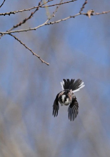 エナガ 秋ヶ瀬公園(野鳥の森) 2024年3月20日(水)