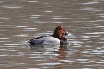 Common Pochard Mizumoto Park Sun, 3/17/2024