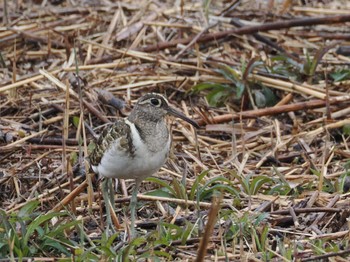 Greater Painted-snipe 境川遊水地公園 Sun, 3/24/2024