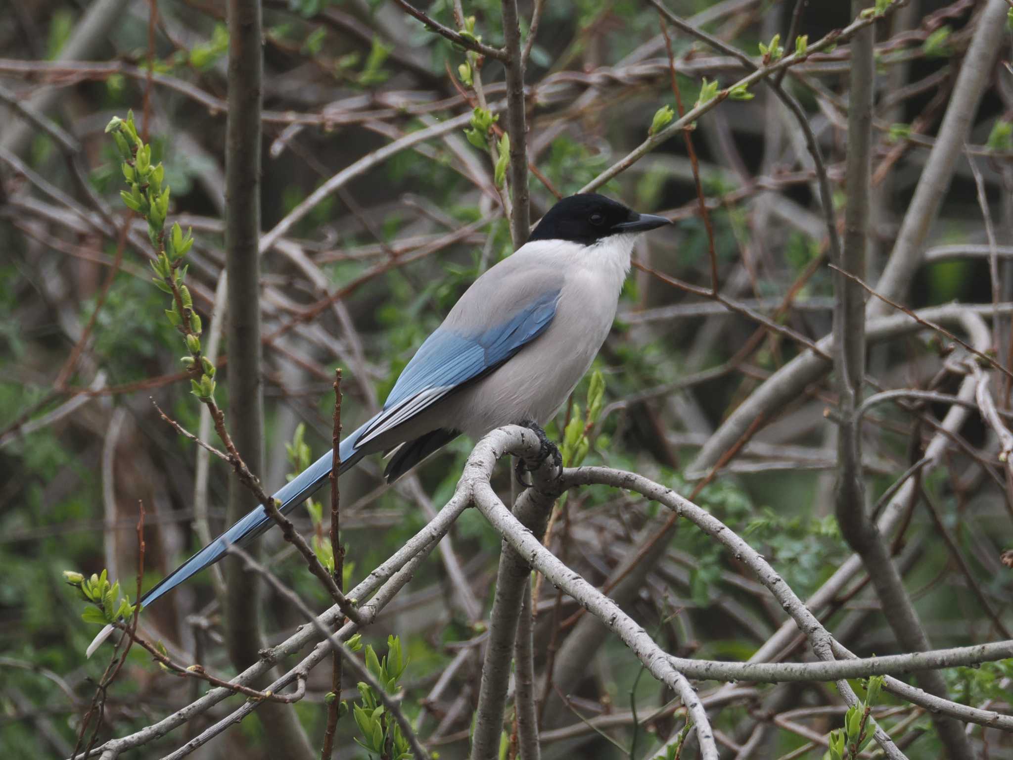 Photo of Azure-winged Magpie at 泉の森公園 by こむぎこねこ