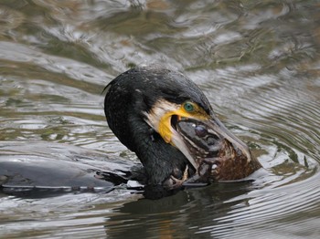 Great Cormorant 泉の森公園 Sun, 3/24/2024