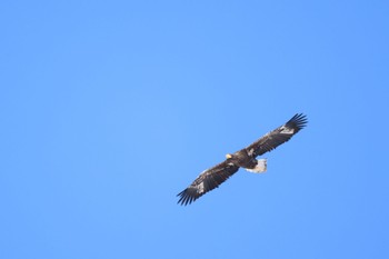 Steller's Sea Eagle 厚真川河口 Tue, 3/19/2024