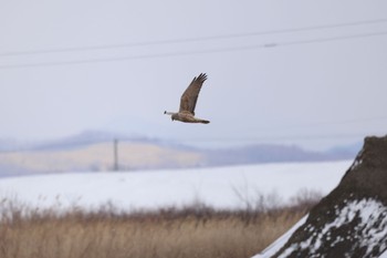 Eastern Marsh Harrier 厚真川河口 Tue, 3/19/2024