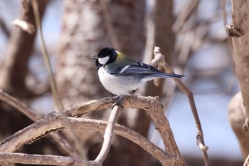 シジュウカラ 石狩 茨戸川 2024年3月25日(月)