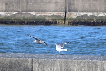 Slaty-backed Gull 石狩東埠頭 Mon, 3/25/2024