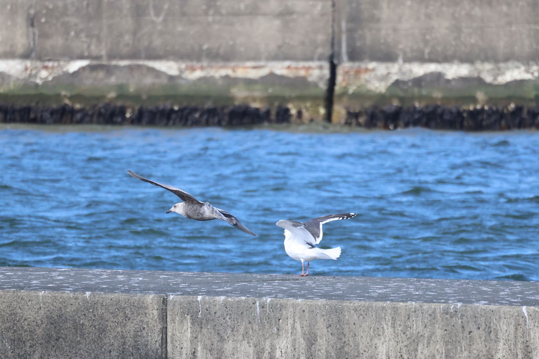 Photo of Slaty-backed Gull at 石狩東埠頭 by will 73