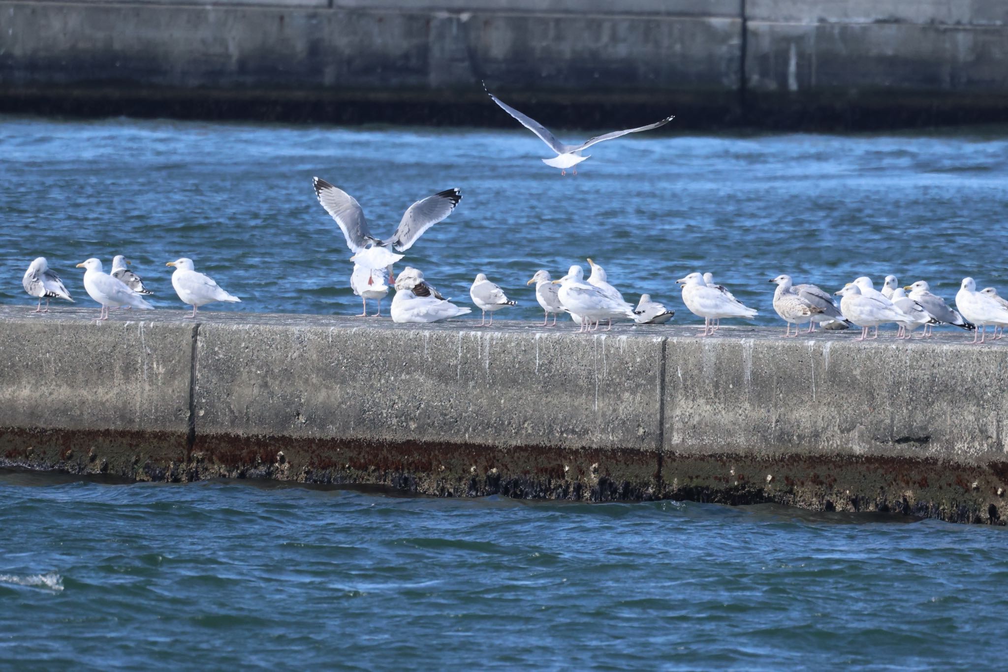 Photo of Vega Gull at 石狩東埠頭 by will 73