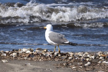 Black-tailed Gull 石狩東埠頭 Mon, 3/25/2024