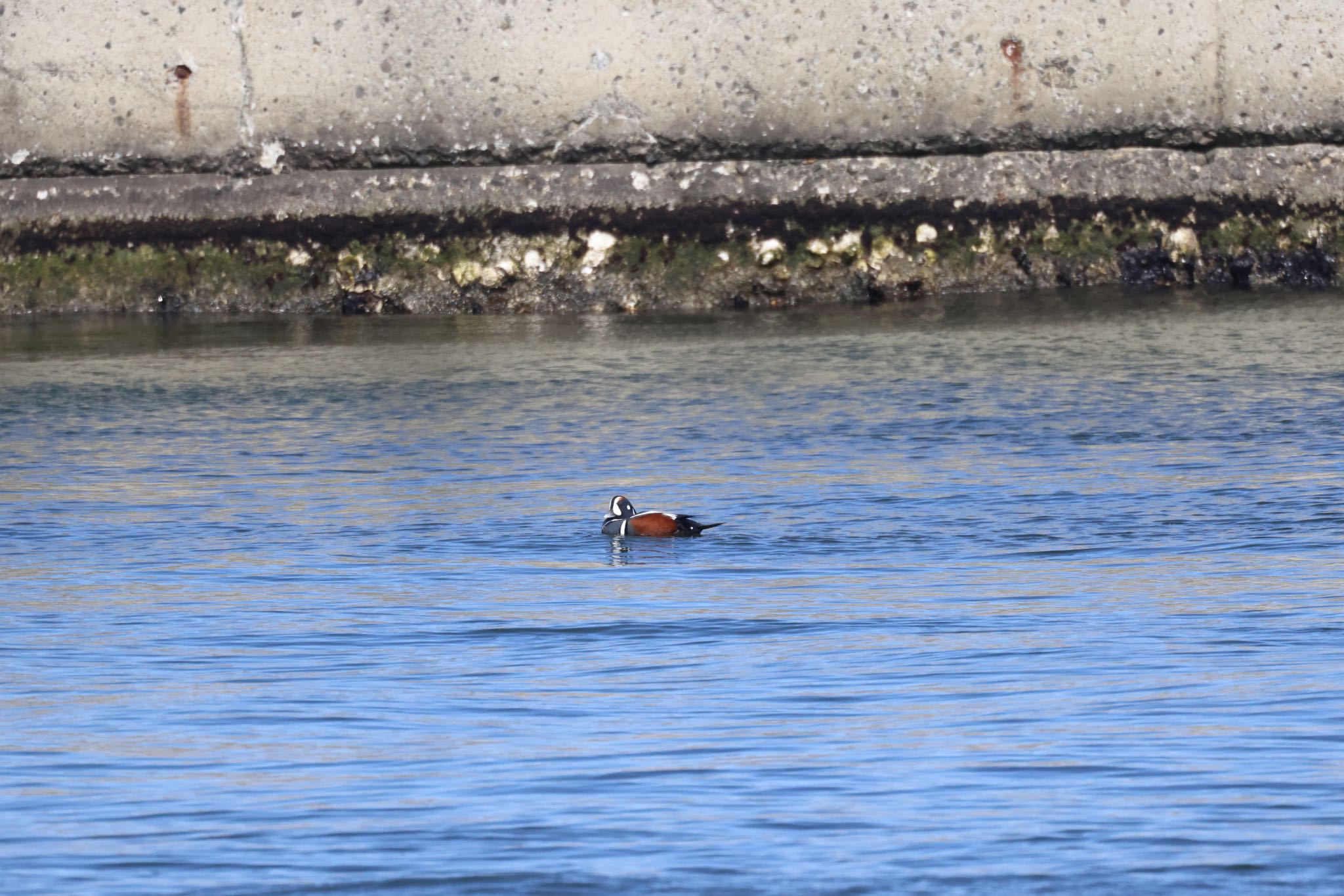 Photo of Harlequin Duck at 石狩東埠頭 by will 73