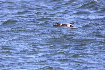 Eurasian Wigeon 石狩東埠頭 Mon, 3/25/2024