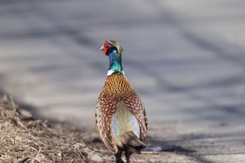 Common Pheasant 石狩 茨戸川 Mon, 3/25/2024