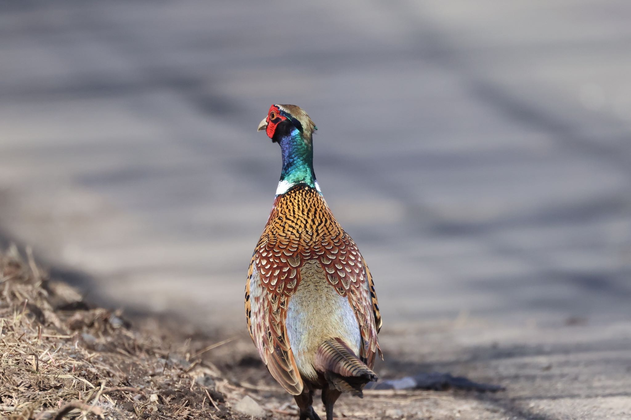 Photo of Common Pheasant at 石狩 茨戸川 by will 73