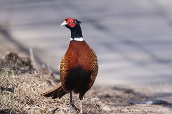 Common Pheasant 石狩 茨戸川 Mon, 3/25/2024