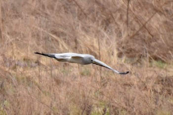 ハイイロチュウヒ 利根川 2024年3月25日(月)