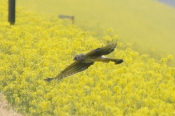 Hen Harrier 利根川 Mon, 3/25/2024