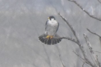 Peregrine Falcon 利根川 Mon, 3/25/2024