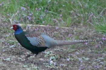 Green Pheasant 利根川 Mon, 3/25/2024